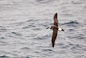 Grey-Headed Albatross.20081122_5710