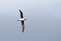 Grey-headed Albatros.20081113_4234