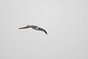 Grey-headed Albatross.20081110_3387