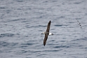 Grey-headed Albatross.20081122_5754