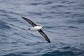 Grey-headed Albatross.20081122_5894