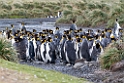 King Penguin.20081111_3464