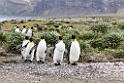 King Penguin.20081111_3485a