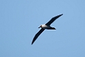 Light-mantled Albatross.20081110_3233