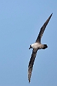 Light-mantled Albatross.20081110_3240