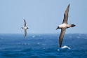 Light-mantled Sooty Albatrosses