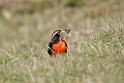 Long-tailed.Meadowlark.20081107_2220