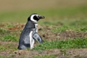 Magellanic Penguin.20081107_2141