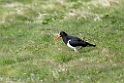 Magellanic.Oystercatcher.20081107_1988