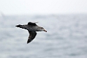 Northern Giant Petrel.20081110_3391