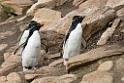 Rockhopper.Penguin.20081107_2338