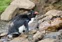 Rockhopper.Penguin.20081107_2379