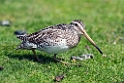 South American Snipe.20081107_2086