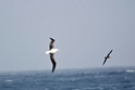 Southern Royal Albatross.20081109_2901