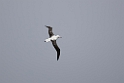 Southern Royal Albatross.20081109_2927