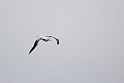 Southern Royal Albatross.20081109_2972