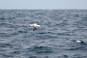 Southern Royal Albatross.20081123_6083