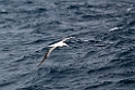 Southern Royal Albatross.20081123_6090