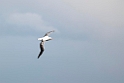 Southern Royal Albatross.20081123_6097