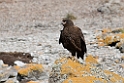 Striated.Caracara.20081106_1774