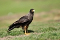 Striated.Caracara.20081107_2153