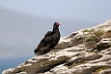 Turkey.Vulture.20081107_2233