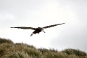 Wandering Albatross juv