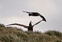 Wandering Albatross juv01