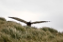 Wandering Albatross juv02