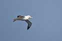Wandering Albatross01