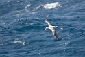 Wandering Albatross02