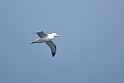 Wandering Albatross03