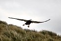 Wanderng Albatross juv
