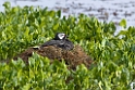 White-tufted.grebe