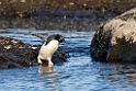 Adeile Penguin.20081117_5172