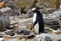 Adeile Penguin.Shingle Cove.20081115_4727