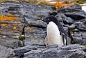 Adeile Penguin.Shingle cove.20081115_4767