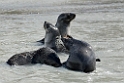 Antarctic Fur seal.20081113_3873