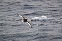 Antarctic Petrel.20081116_4851