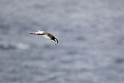 Antarctic Petrel.20081116_4852