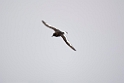 Antarctic Petrel.20081116_4854