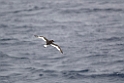 Antarctic Petrel.20081116_4857