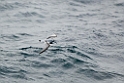 Antarctic Prion.20081114_4482