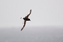 Antarcticpetrel.20081116_4860