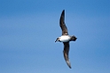 Atlantic.petrel20081109_3133