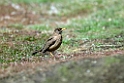 Austral.thrush.20081107_2280