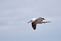 Black-browed Albatross.20081105_1330