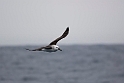 Black-browed Albatross.20081122_5715