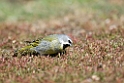 Black-throated Finch.20081107_2270