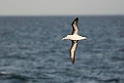 Blak-browed Albatross01.20081104_0662